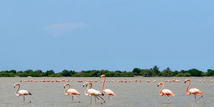 Flamencos en playa camarones