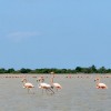 Flamencos en playa camarones